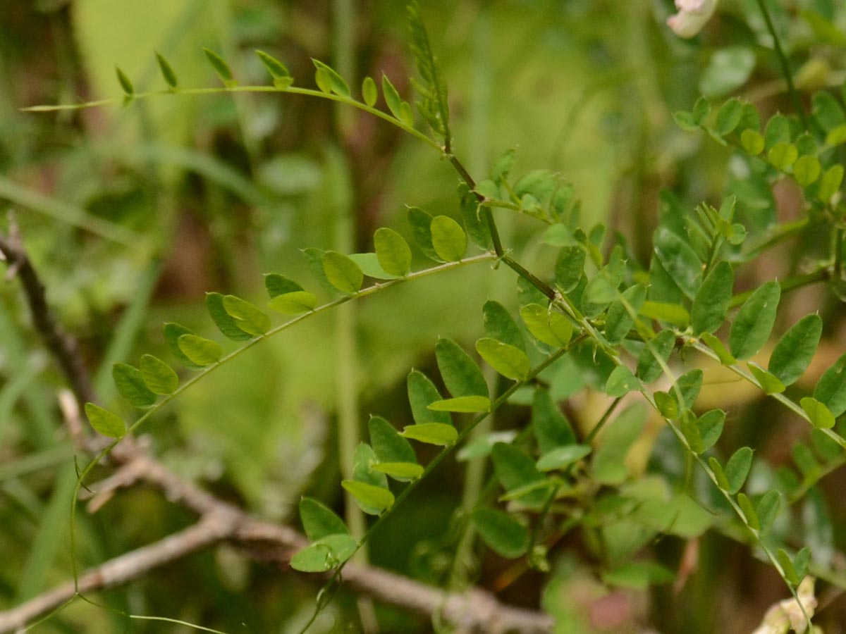 Blatt und Nebenblätter